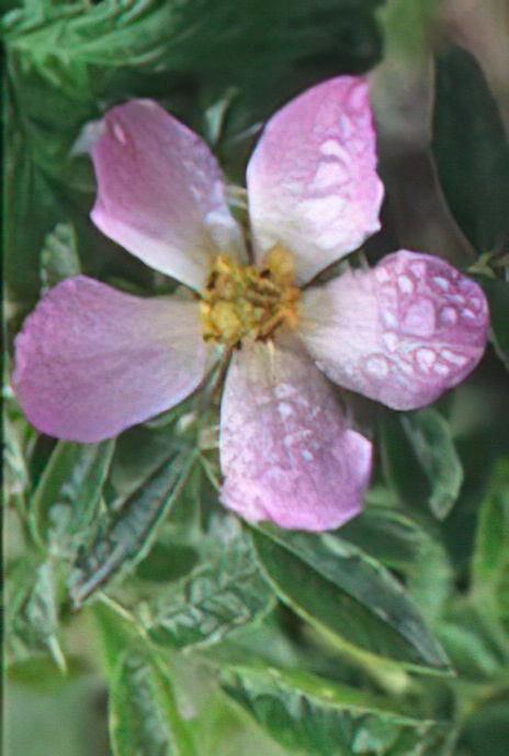 Dog Rose
