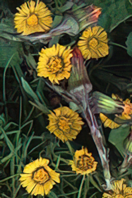 Colt’s-foot