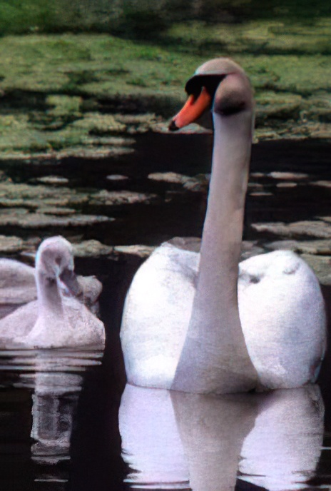 Swans