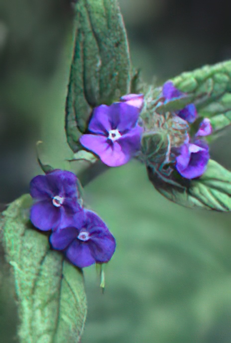 Green Alkanet