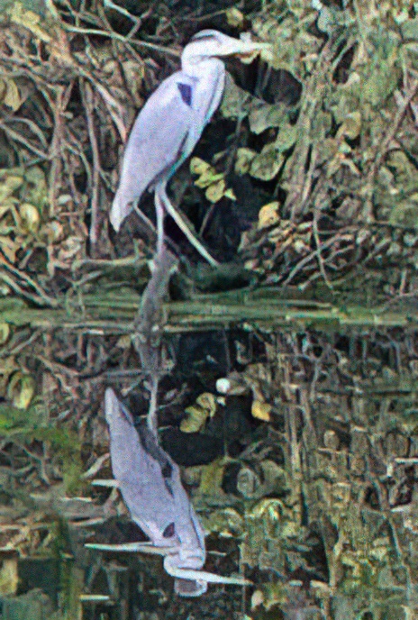 Grey Heron