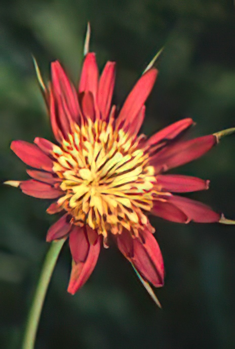 Jack-go-to-bed-at-noon/Salsify Hybrid