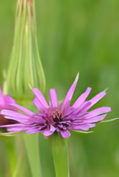 Salsify