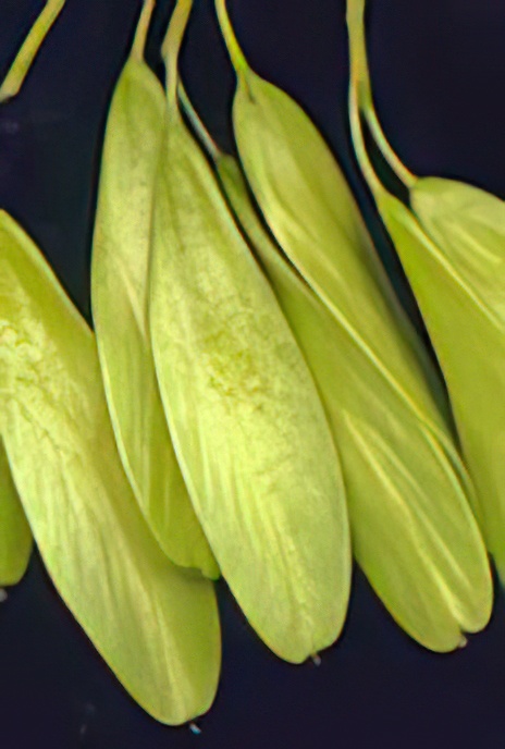 Ash (fruit – ‘keys’)