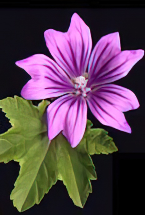 Common Mallow