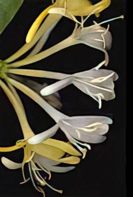 Honeysuckle