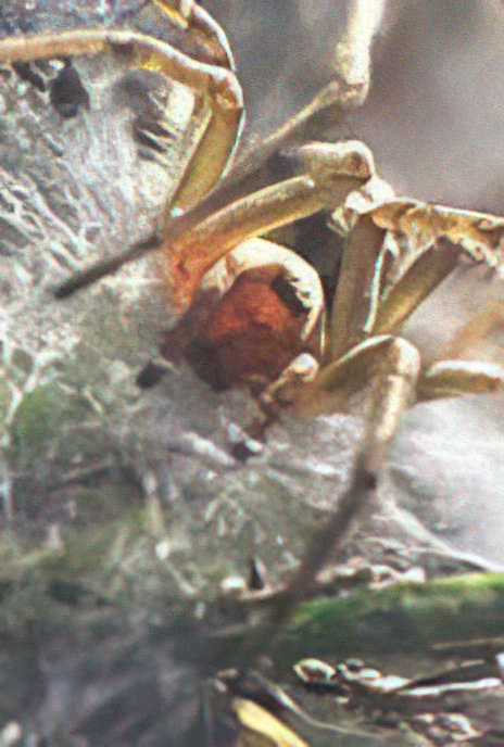 ‘Tunnel-web’ Spider