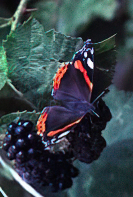 Red Admiral