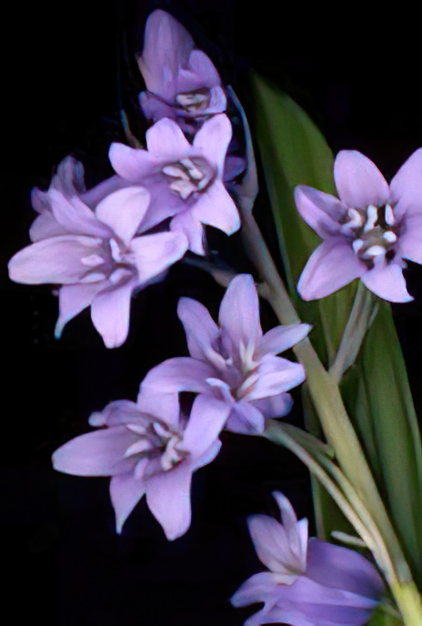 Bluebell