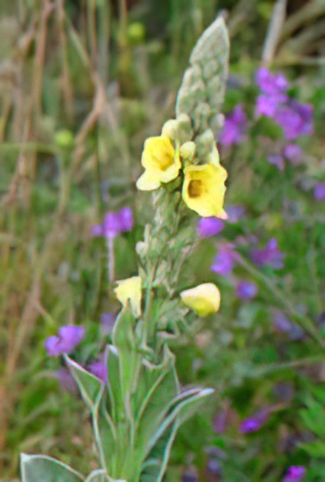 Great Mullein