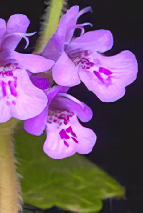Ground Ivy
