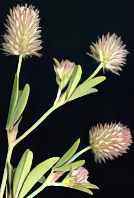 Hare’s-foot Clover