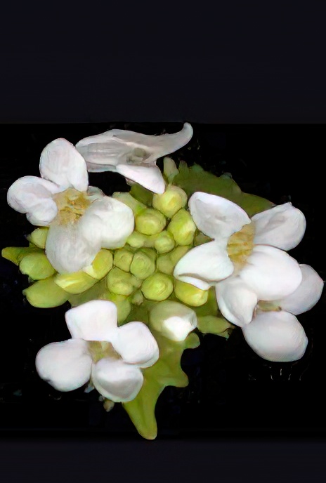 Jack-by-the-hedge or Garlic Mustard