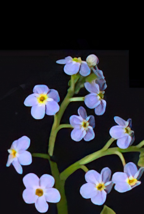 Water Forget-me-not