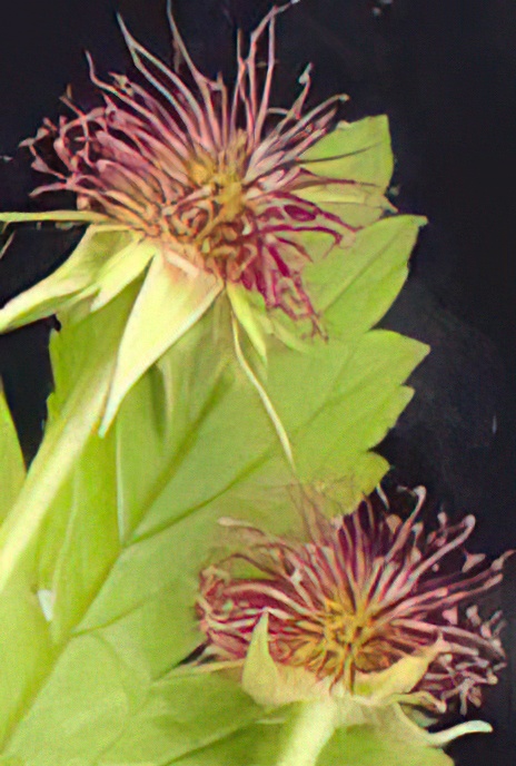 Wood Avens (fruit)