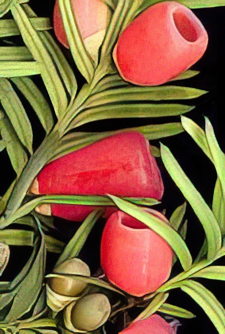 Yew
