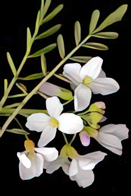 Lady’s-smock or Cuckooflower
