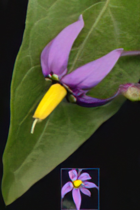 Woody Nightshade