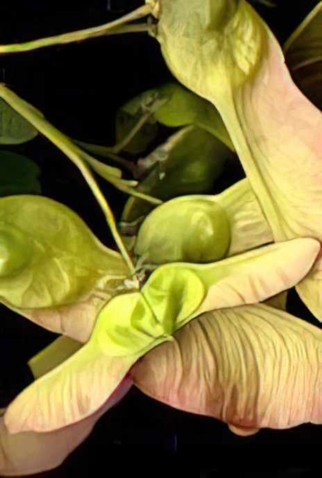 Field Maple (fruit)