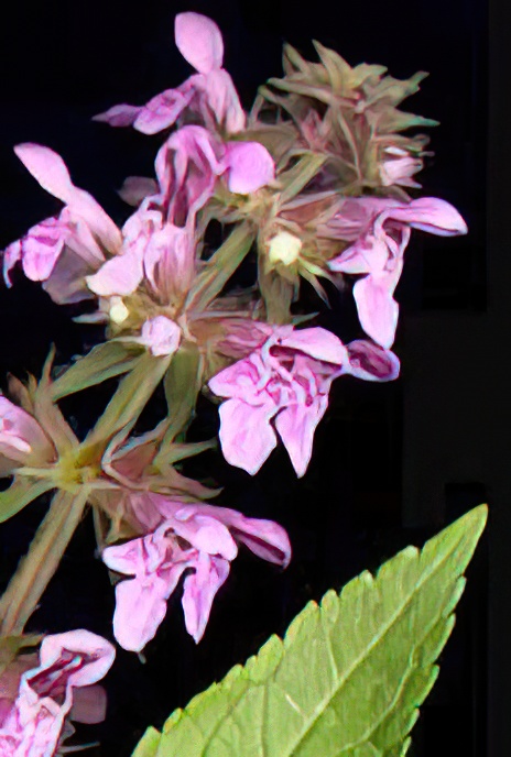Marsh Woundwort