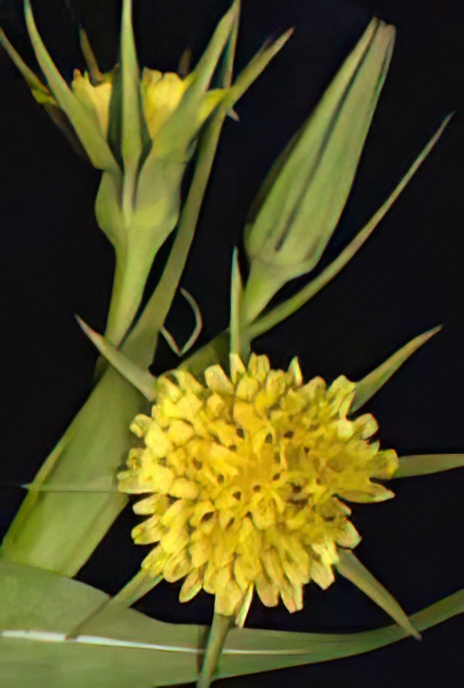 Jack-go-to-bed-at-noon or Goat’s-beard