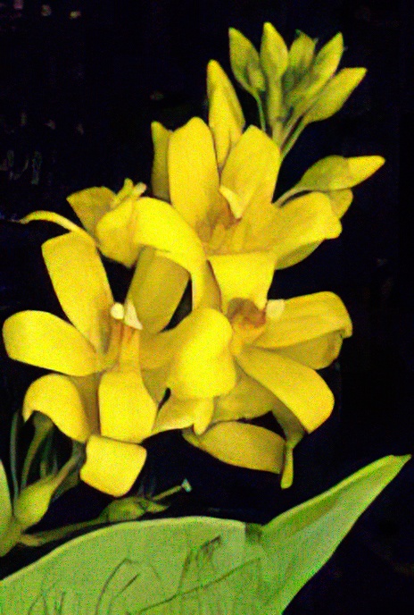 Yellow Loosestrife