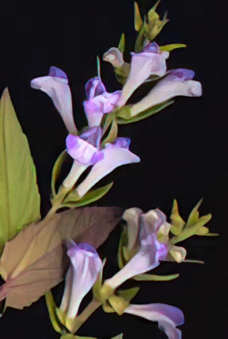Skullcap