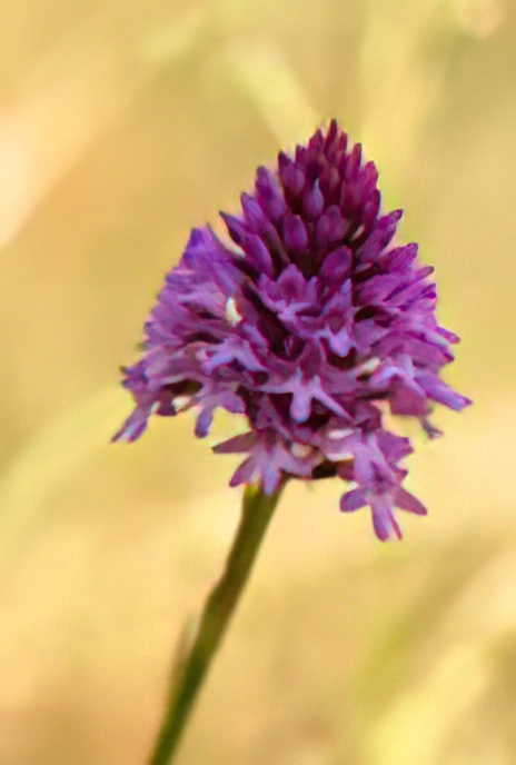 Pyramid Orchid