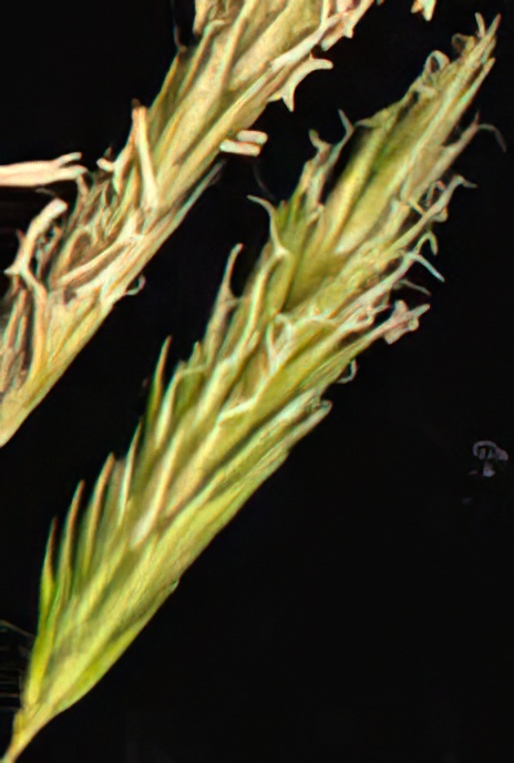 Sweet Vernal Grass