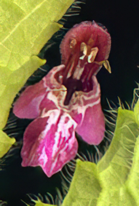 Hedge Woundwort