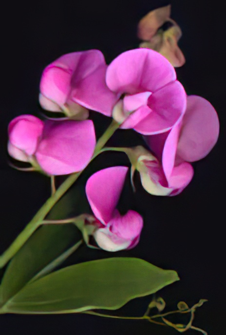 Broad-leaved Everlasting Pea