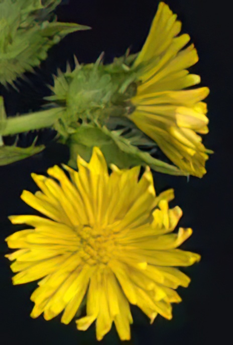 Bristly Oxtongue