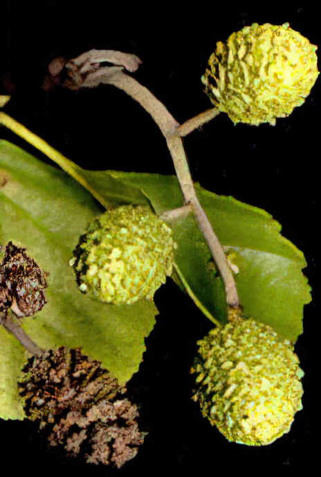 Alder (fruit)
