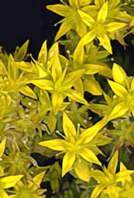 Biting Stonecrop