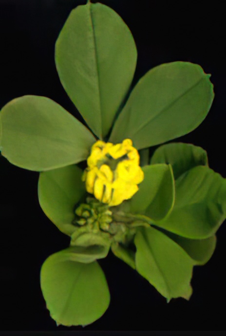 Black Medick