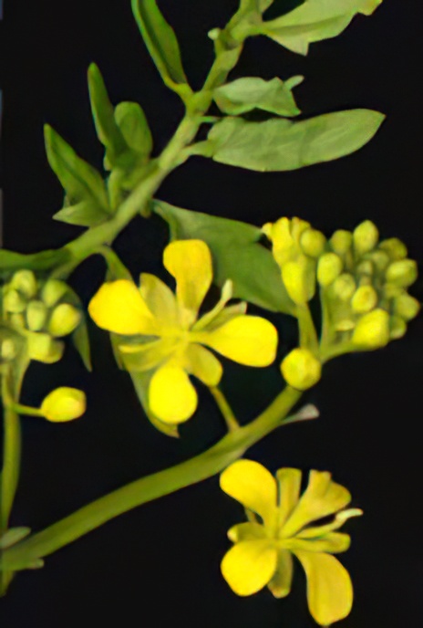 Creeping Yellow Cress