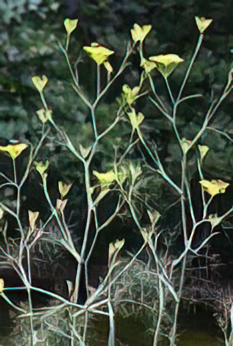 Fennel