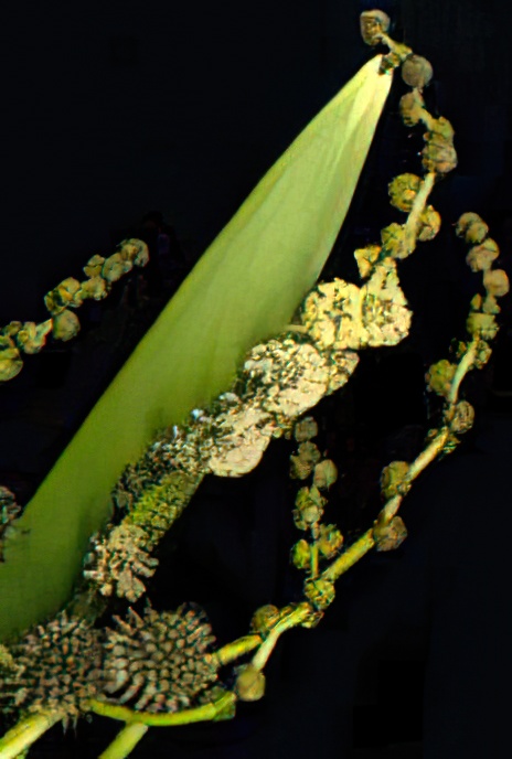 Branched Bur-reed