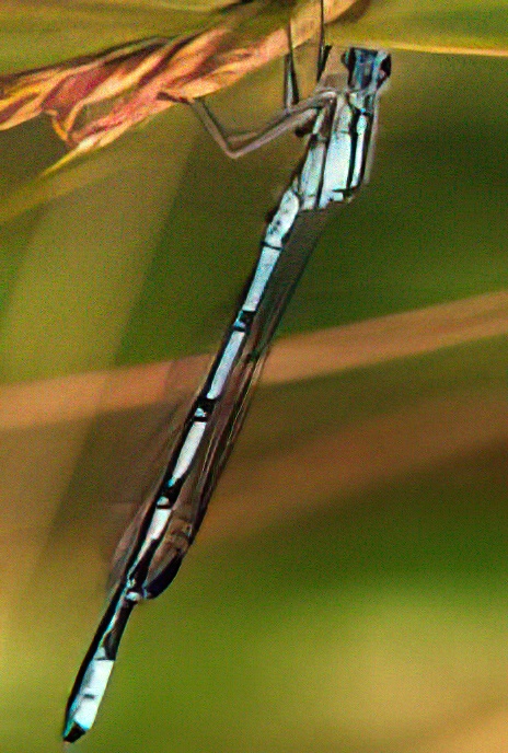 Common Blue Damselfly