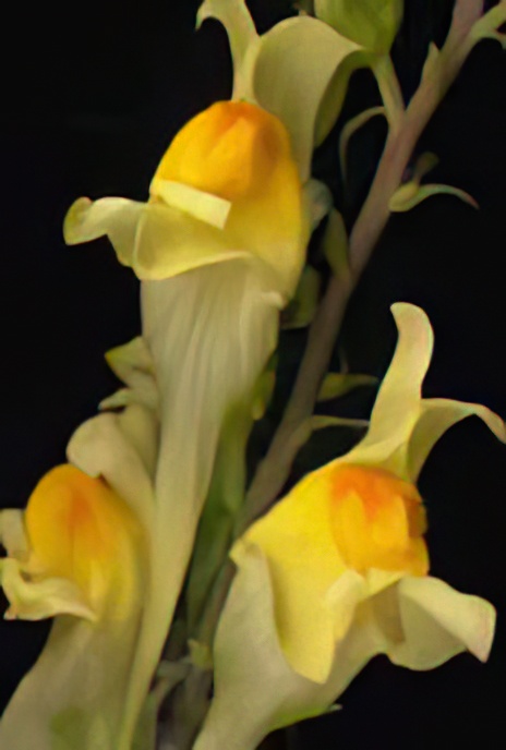 Common Toadflax or Bacon-and-Eggs