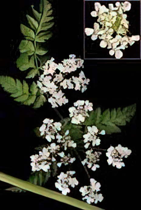 Cow Parsley