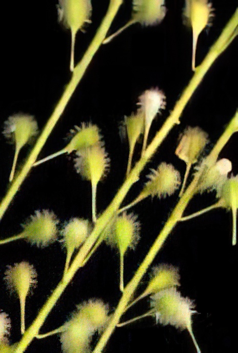 Enchanter’s Nightshade
