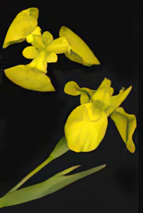 Yellow Iris or Flag