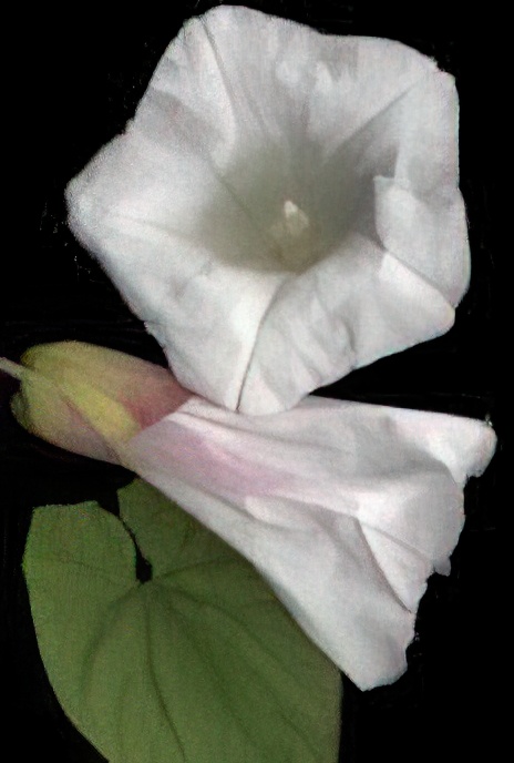 Hedge Bindweed