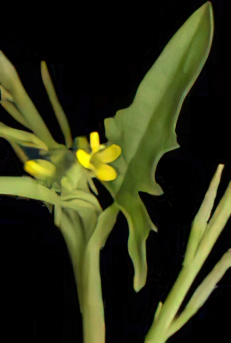 Hedge Mustard