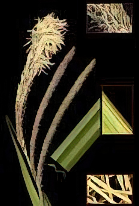 Pendulous Sedge