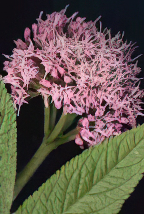 Hemp Agrimony