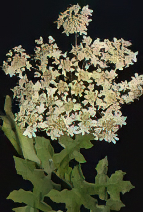 Hogweed