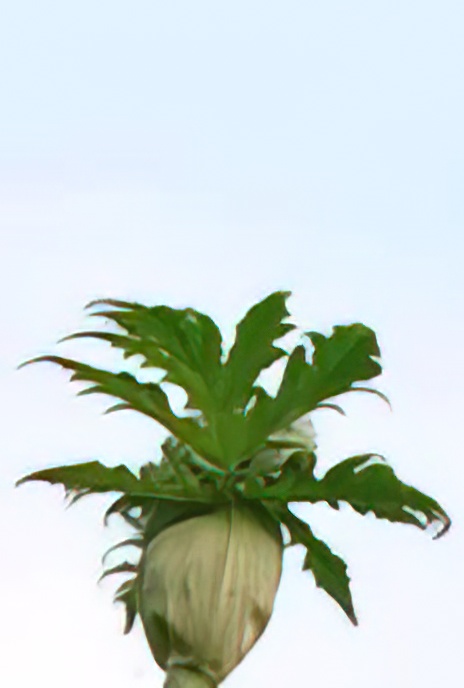 Giant Hogweed