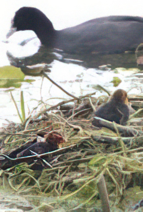 Coots